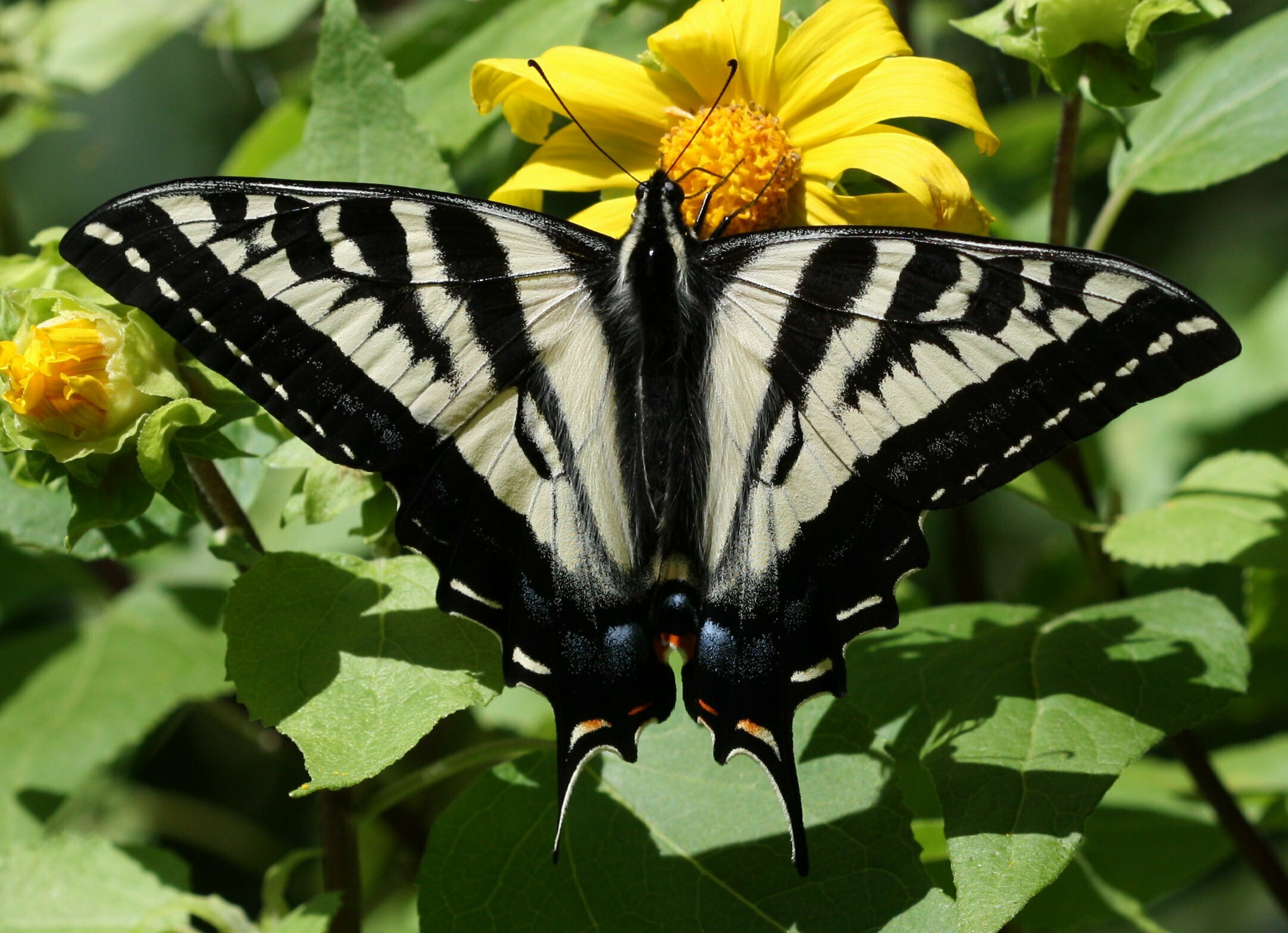 High Resolution Papilio eurymedon Animal